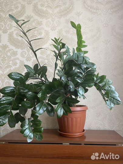 Замиокулькас