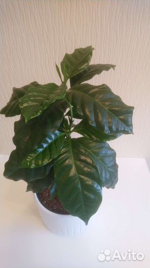 Кофе Аравийский, комнатные растения, цветы