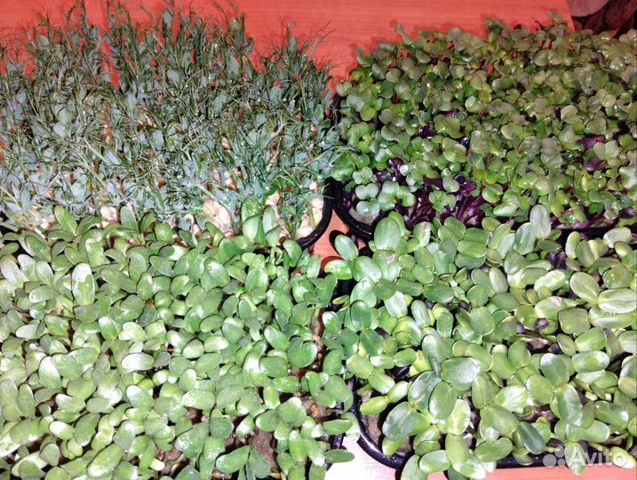 Микрозелень