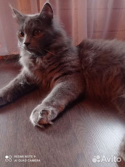 Котята сибирской кошки