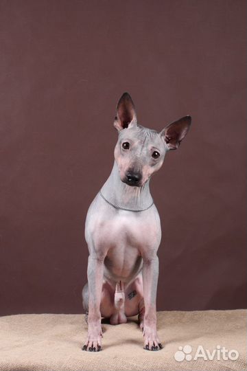 Агт американский голый терьер для вязок