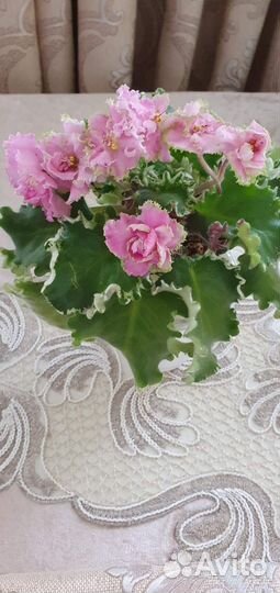 Детки фиалки Радужный ветер