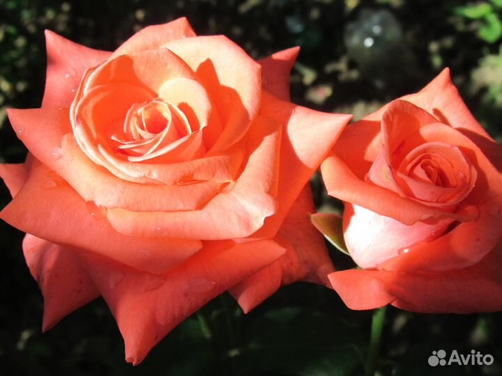 Пион как польза