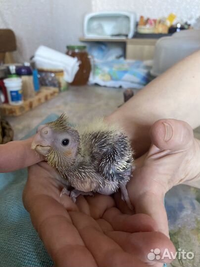 Попугай карелла