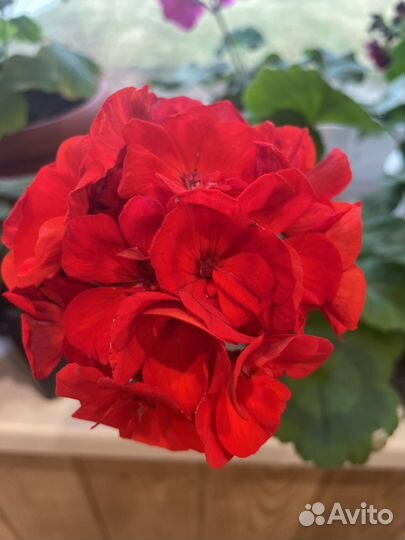 Комнатные и садовые растения