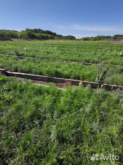 Сеянцы ели зкс в розницу