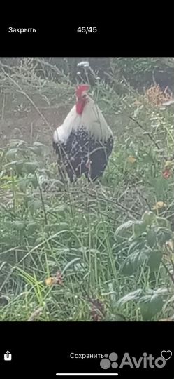 Взрослый петух