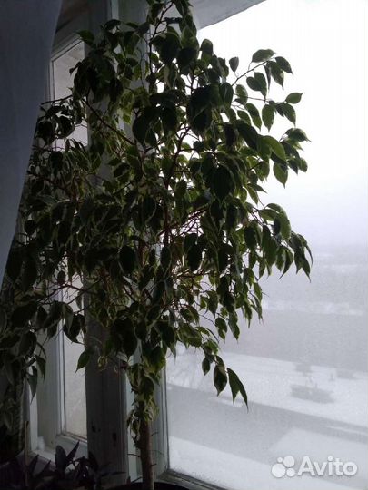 Комнатные цветы