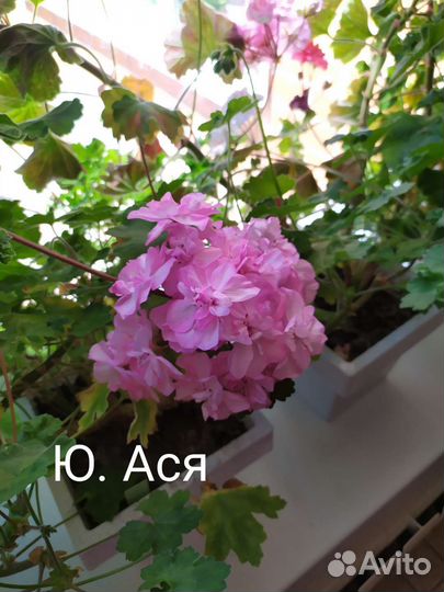Пеларгония Ю. Ася