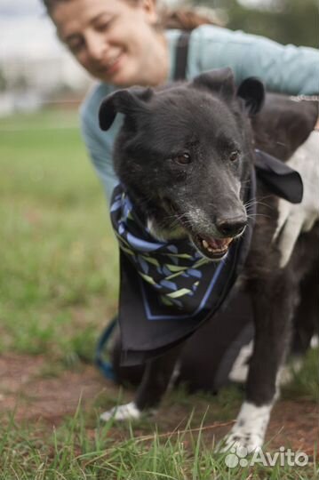 Старенькая собака Майка умрет в приюте