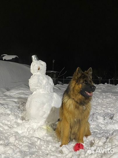 Немецкая овчарка (длинношерстный) вязка