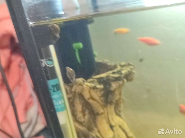 Улитки для аквариума