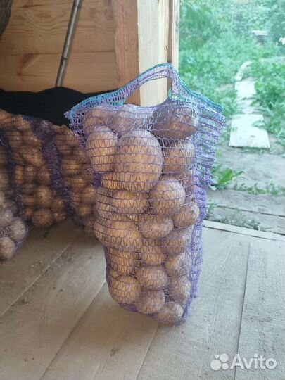 Свежий Картофель