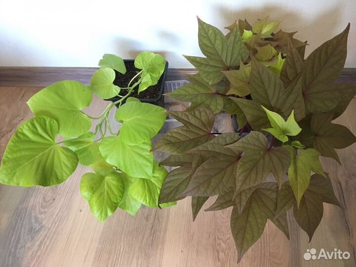 Ипомея батат