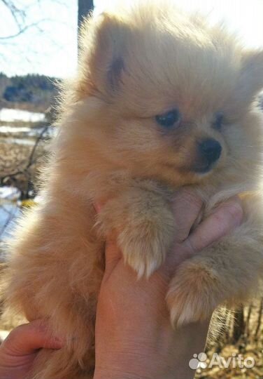 Немецкий шпиц