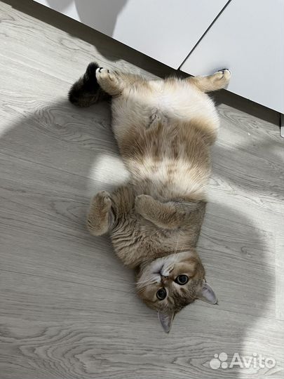 Вязка с шотландским котом