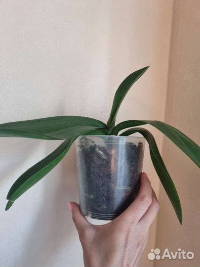 Орхидеи биглип