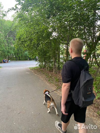 Передержка или выгул собак и кошек