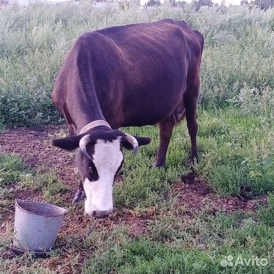 Продам корову вторым отёлом. Бобринка. 55.000