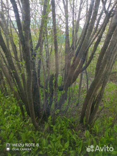 Вишня саженцы