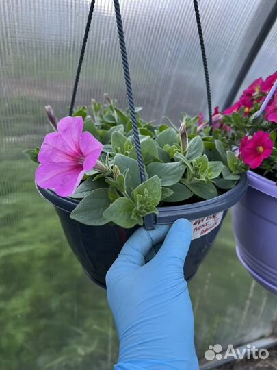 Рассада петунии