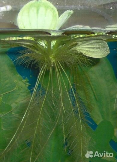 Аквариумные растения