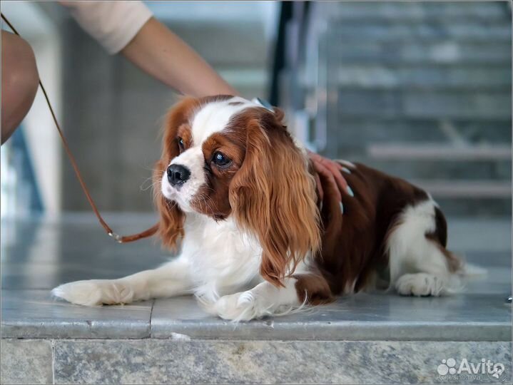Кавалер вязка. Вязка кавалеров. Кавалер вязка. Кавалер вязка. Порода собак чарльз кавалер щенка.