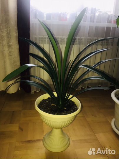 Кливия