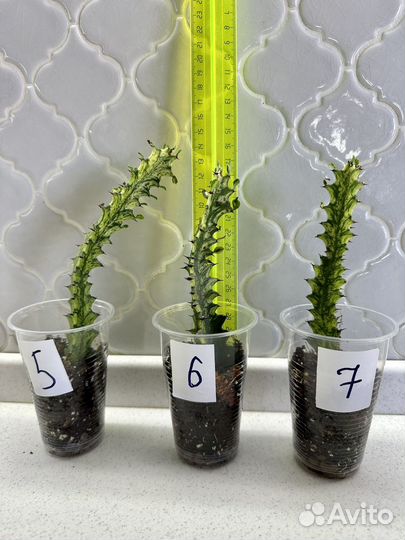 Эуфорбия вариегатная (молочай)