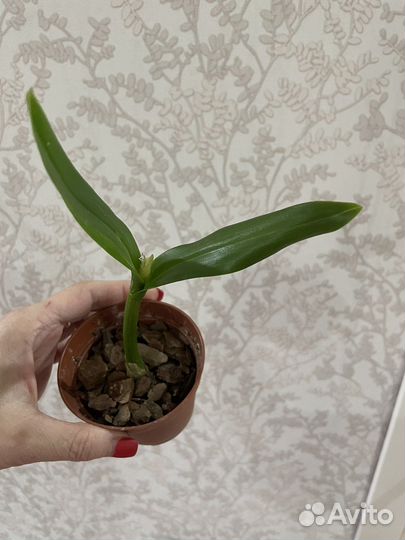 Цветы разные