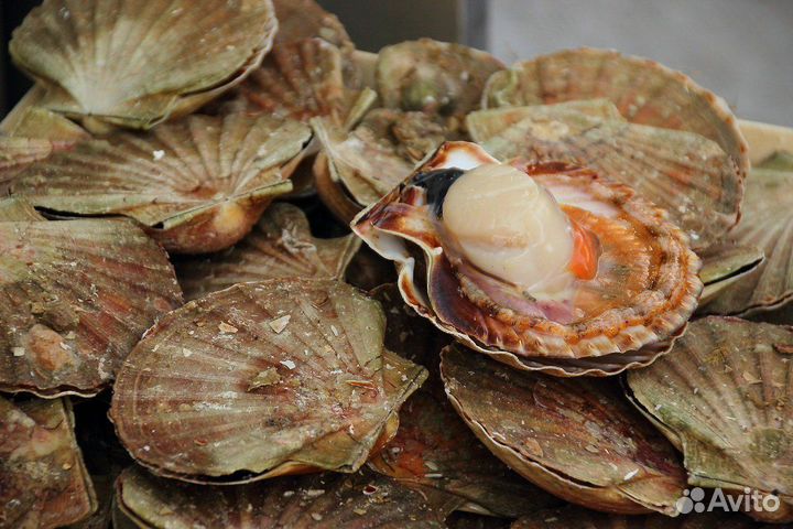 Гребешок морской на створке