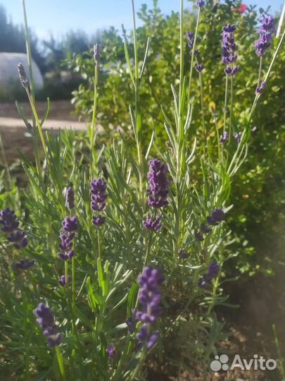 Лаванда и пряные травы