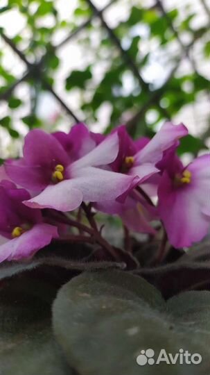 Фиалка, астильба, лилия, овсянница