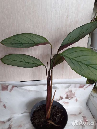 Калатея, церопегия