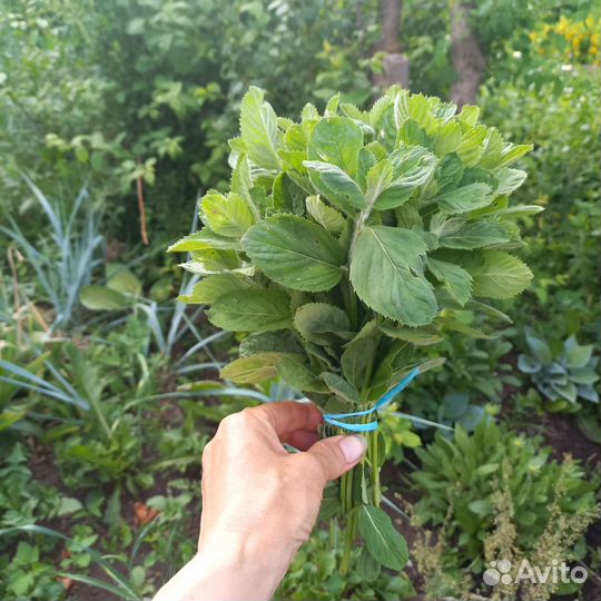 Мята, мелисса свежие