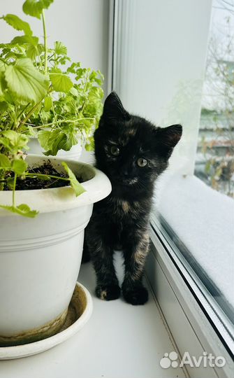 Кошка в дар