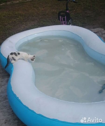 Котенок девочка 2.5 месяца