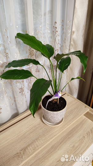 Спатифиллум (женское счастье, женский цветок)