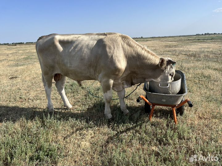 Продам быка на племя симментал