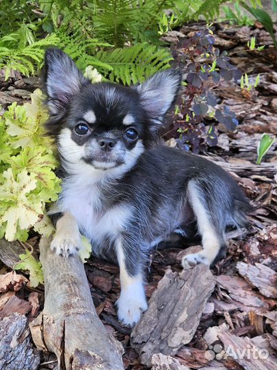 Чихуашечка