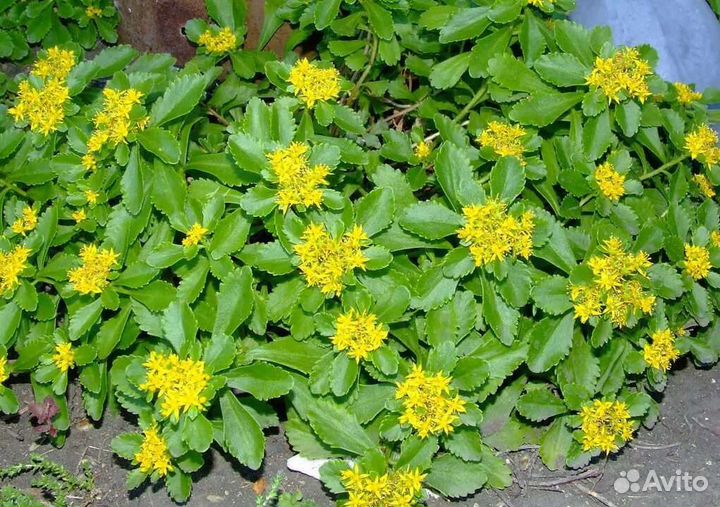 Многолетники для сада