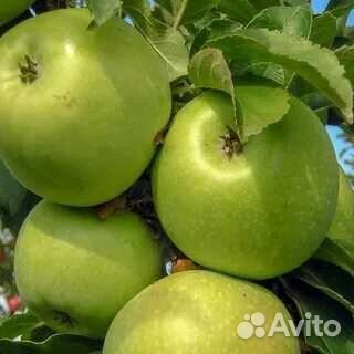 Саженцы яблони семеренко