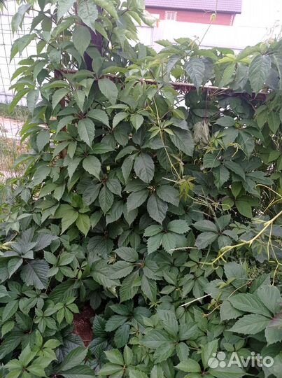 Виноград девичий