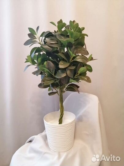 Искусственные цветы, фикус макламе