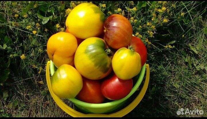 Семена коллекционных томатов