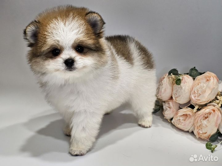 Шпицедетки