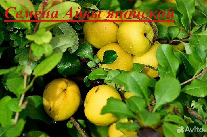 Айва японская или Хеномелес