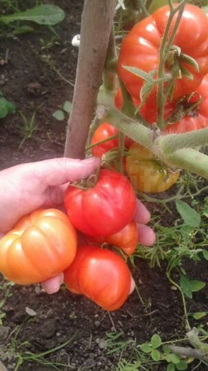 Дача 83 м² на участке 10 сот.