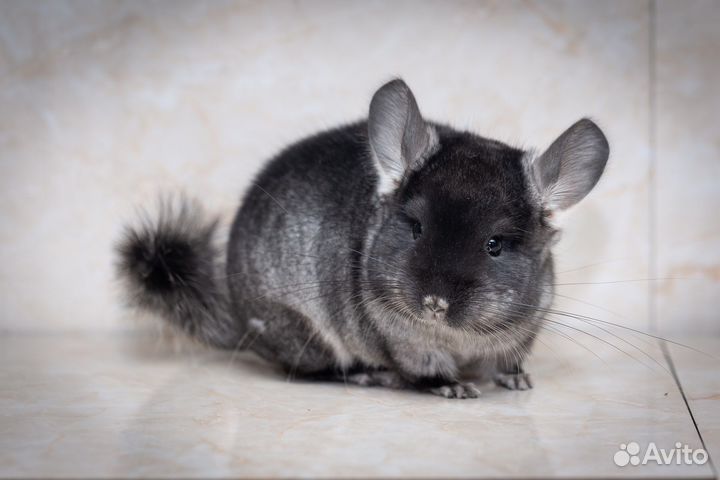 Шиншиллы из домашнего питомника
