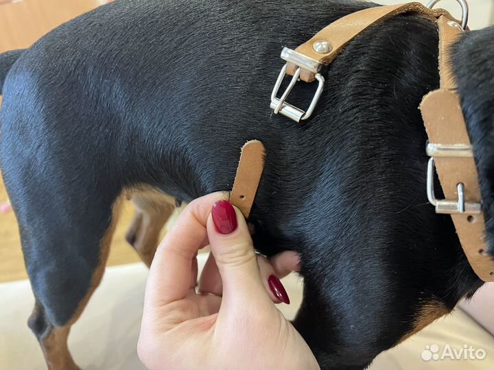 Шлейка для маленькой собаки кожаная